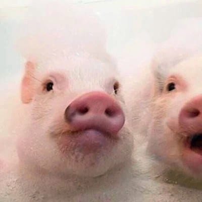 Isabelle Daza avatar